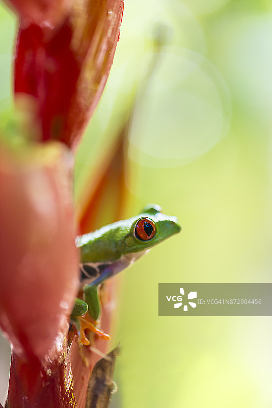 红眼树蛙图片素材