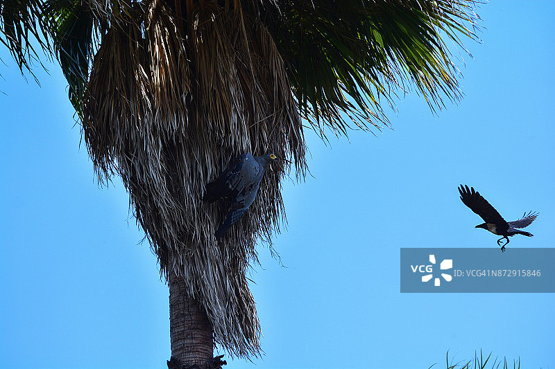 非洲鹞鹰和花彩鸦图片素材