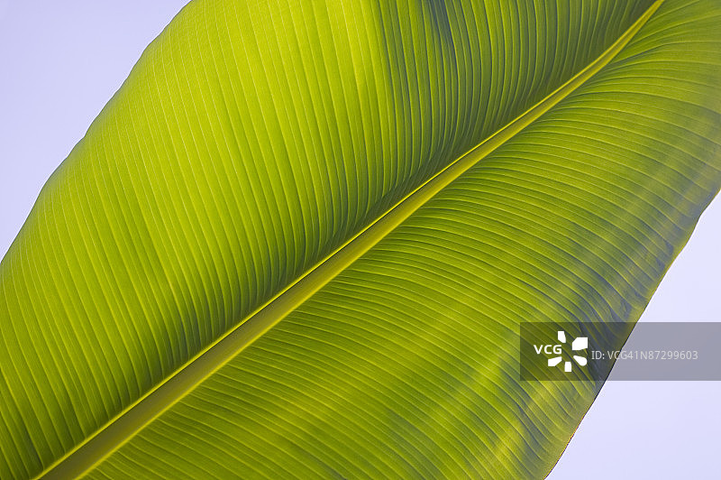 香蕉叶子图片素材