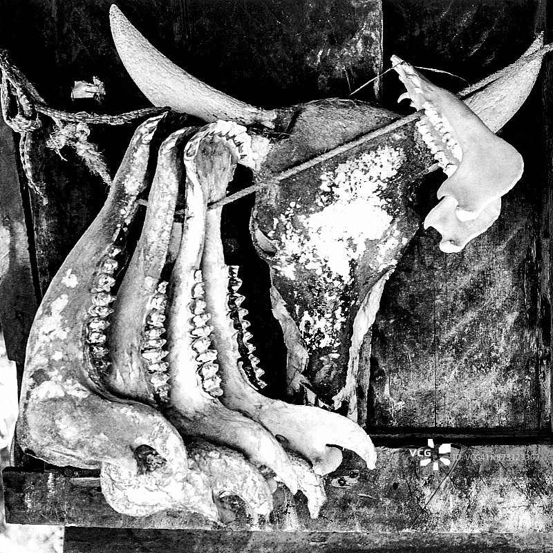 卡拉巴奥水牛头骨和下颚骨图片素材