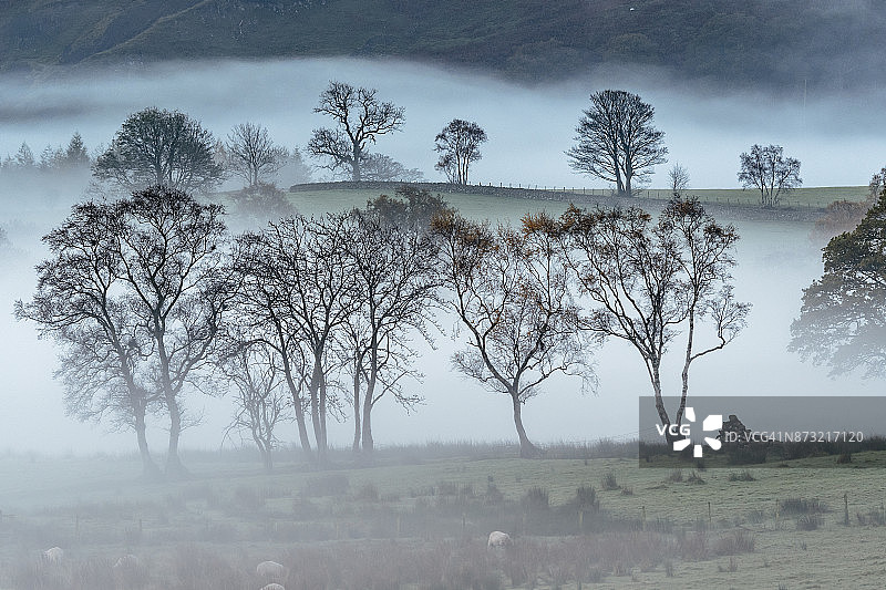 雾中的树木，英国湖区国家公园图片素材