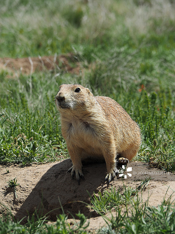 洞穴附近的草原犬图片素材