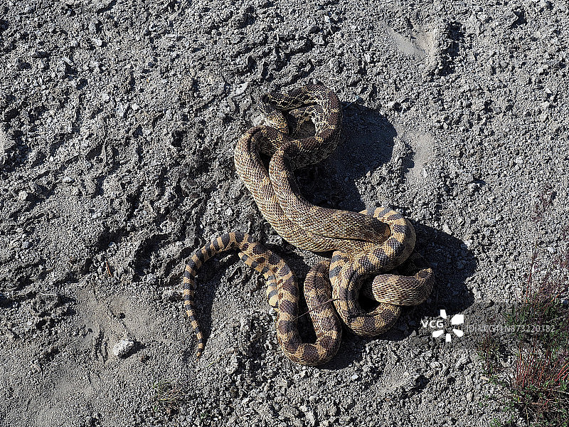 黄石国家公园：灰鼠蛇交配图片素材