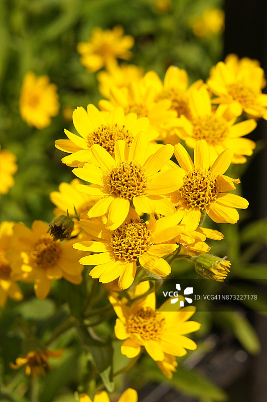 菊花特写竖版照片图片素材