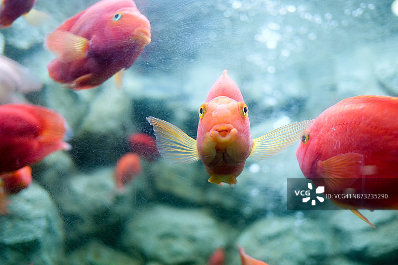 血鹦鹉鱼图片素材