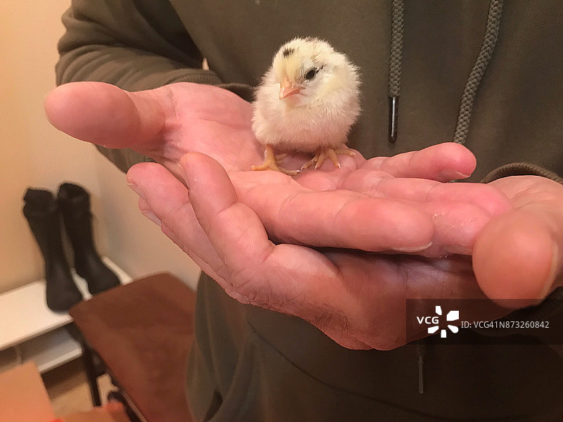 农场主手中的一天大的小鸡图片素材