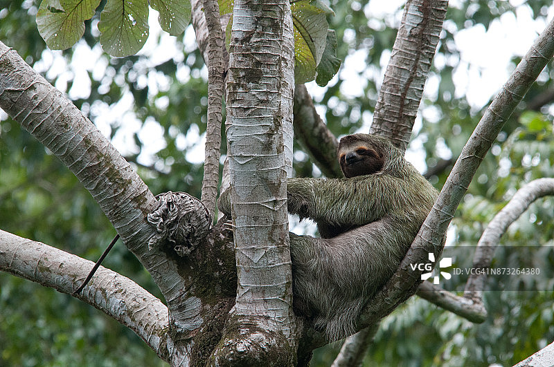三趾树懒图片素材