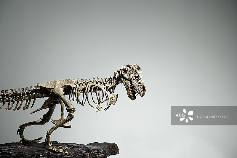 恐龙骨骼图片素材