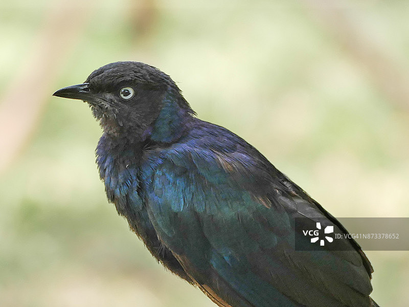 大蓝耳椋鸟图片素材