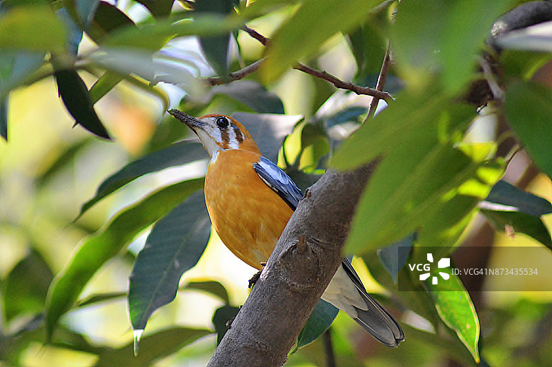 树上的橙头地鸫/那格浦尔图片素材