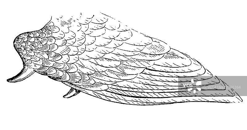 角叫鸭的翅膀图片素材