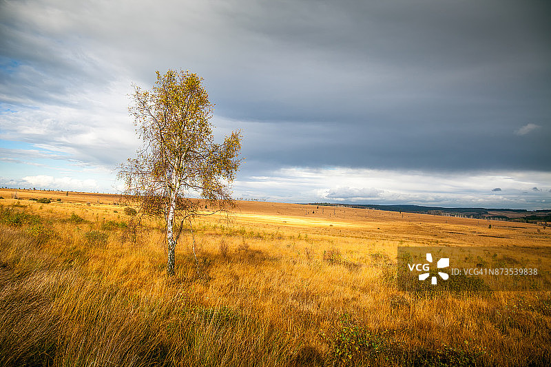 孤独的树图片素材