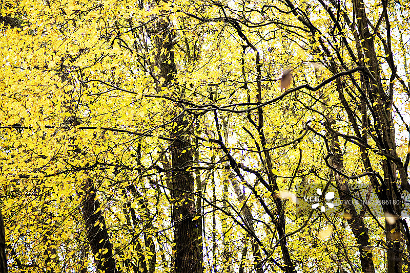 秋季的英国哈特菲尔德森林图片素材