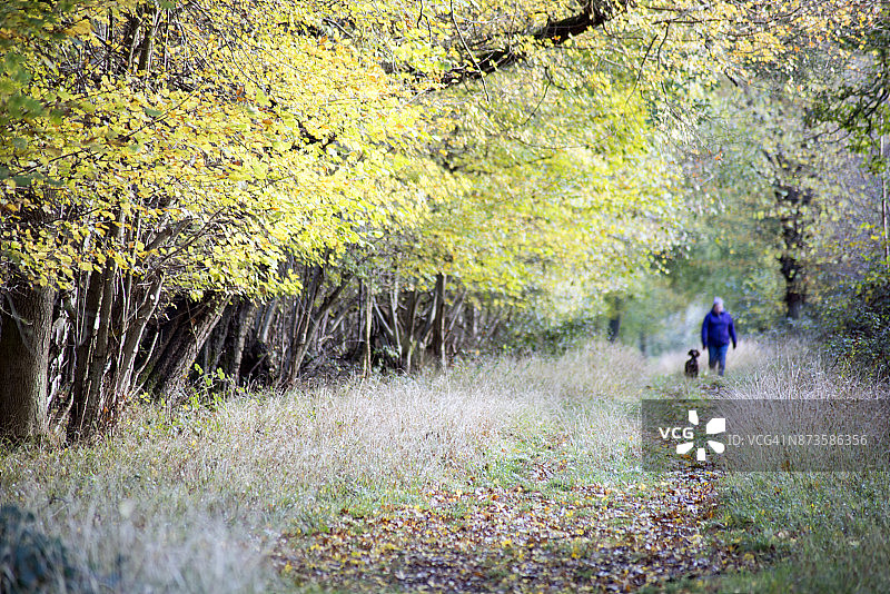秋季的英国哈特菲尔德森林图片素材