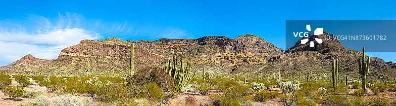 风琴管柱仙人掌国家纪念碑，亚利桑那州索诺兰沙漠的仙人掌图片素材