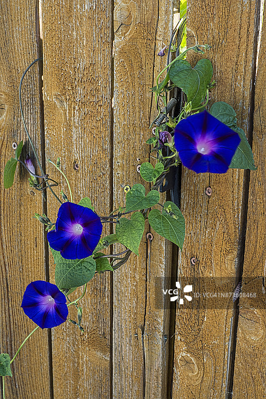 蓝色铁线莲和栅栏图片素材