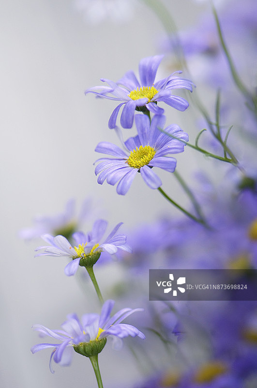 薰衣草天鹅河雏菊图片素材