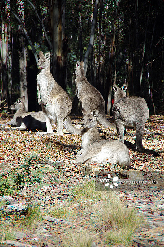 东部灰袋鼠(Macropus giganteus)在澳大利亚首都领地堪培拉Tidbinbilla自然保护区享受阳光图片素材