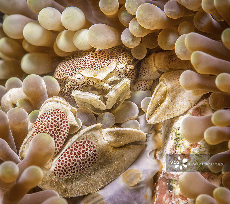 海葵中隐藏的红色斑点瓷蟹图片素材