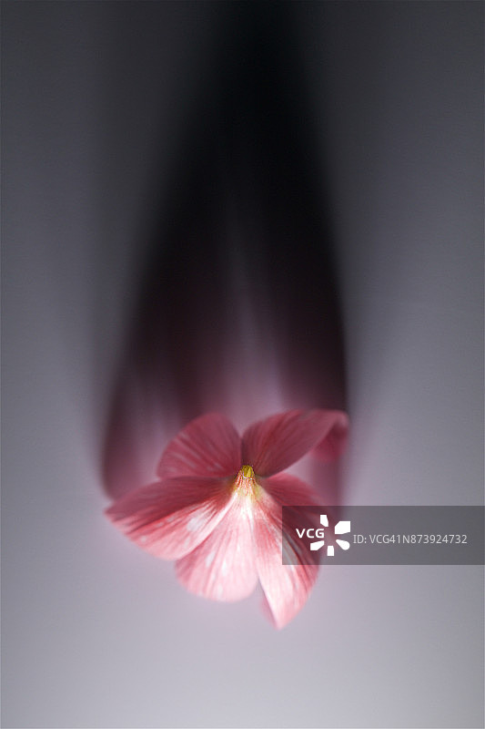 粉色花卉静物图片素材