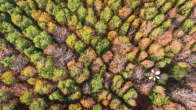 夏季橡胶树的航拍景色图片素材