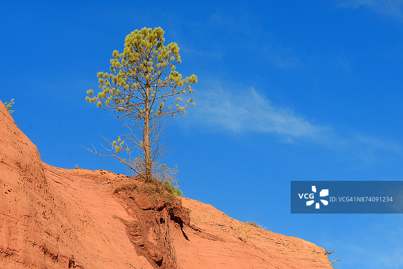 法国普罗旺斯吕斯特雷尔赭色地貌上的独立松树图片素材
