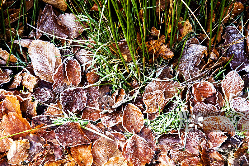叶子和草上的霜图片素材