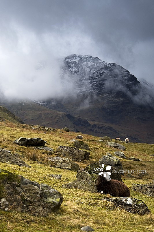 在英国坎布里亚郡湖区山坡上休息的赫德威克羊图片素材