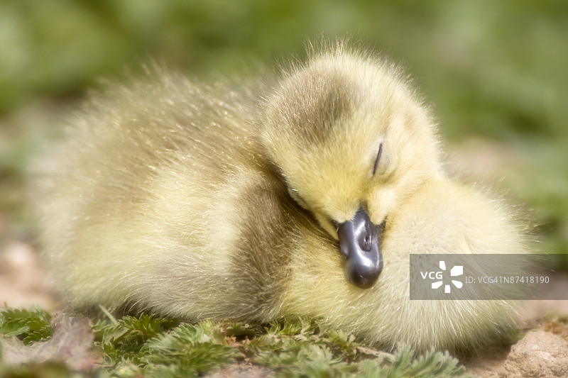 小鸭子图片素材