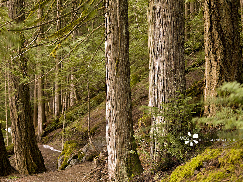 加拿大不列颠哥伦比亚省惠斯勒的森林小径图片素材
