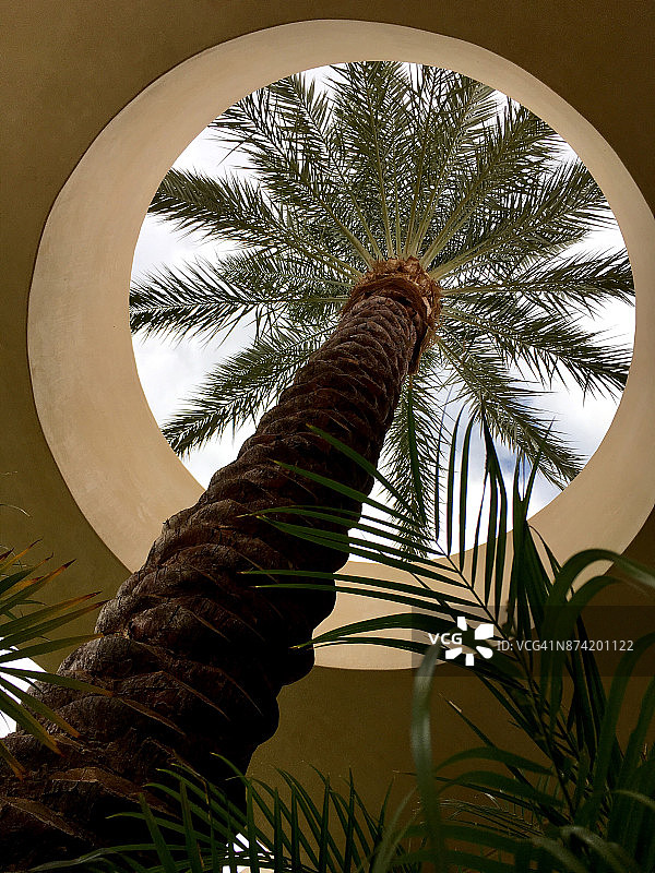 透过屋顶切口的棕榈树图片素材