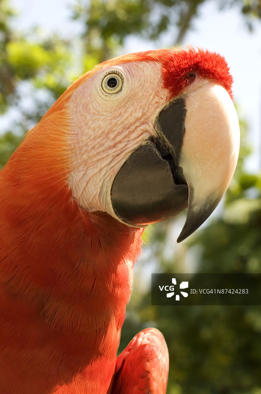 墨西哥鹦鹉图片素材