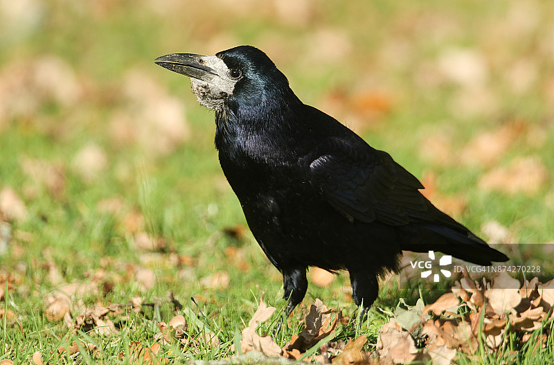 一只美丽的秃鼻乌鸦栖息在草地上。它正在收集食物以储存过冬图片素材