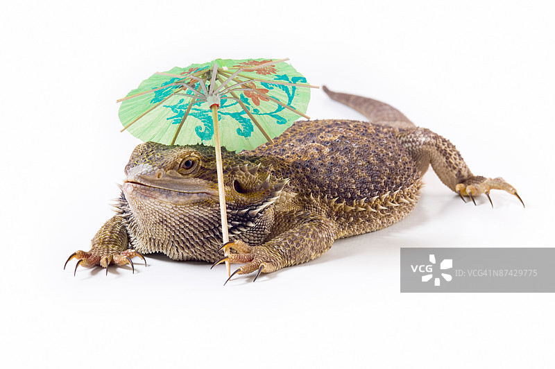拿着阳伞的胡须龙蜥蜴图片素材