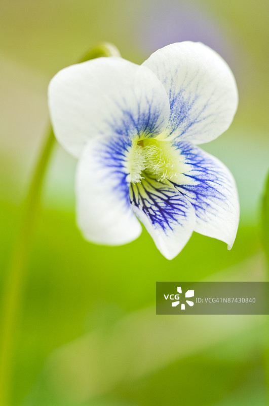 野生紫罗兰图片素材