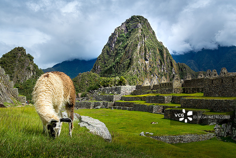在马丘比丘吃草的美洲驼，世界七大奇迹之一，秘鲁图片素材