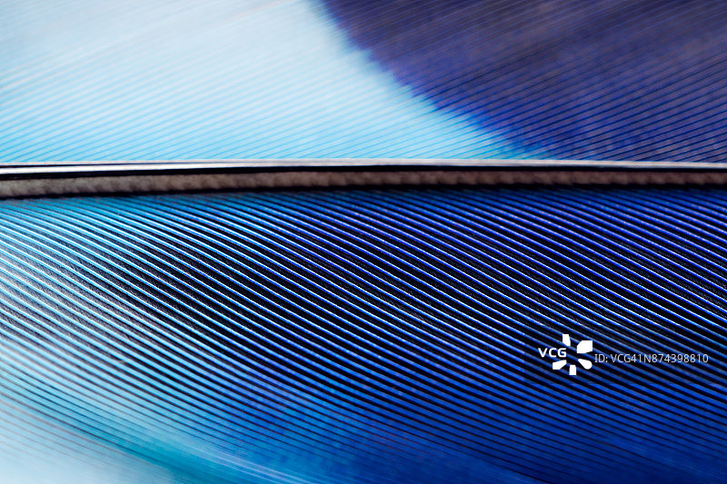 蓝色羽毛纹理微距摄影图片素材