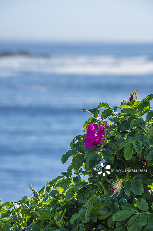 珀金斯湾的玫瑰花图片素材