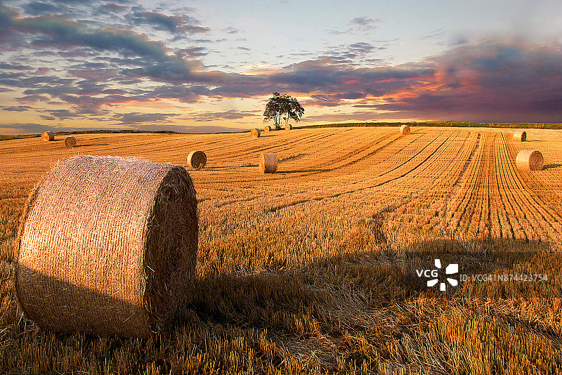 丹麦日德兰半岛的干草捆图片素材