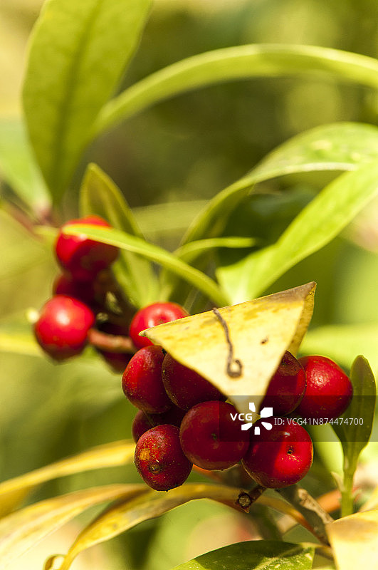 红色浆果图片素材