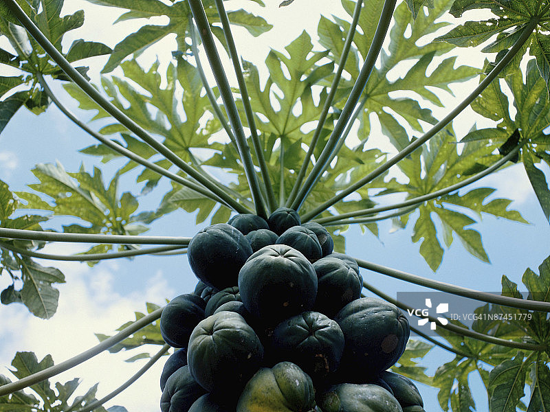 木瓜树图片素材