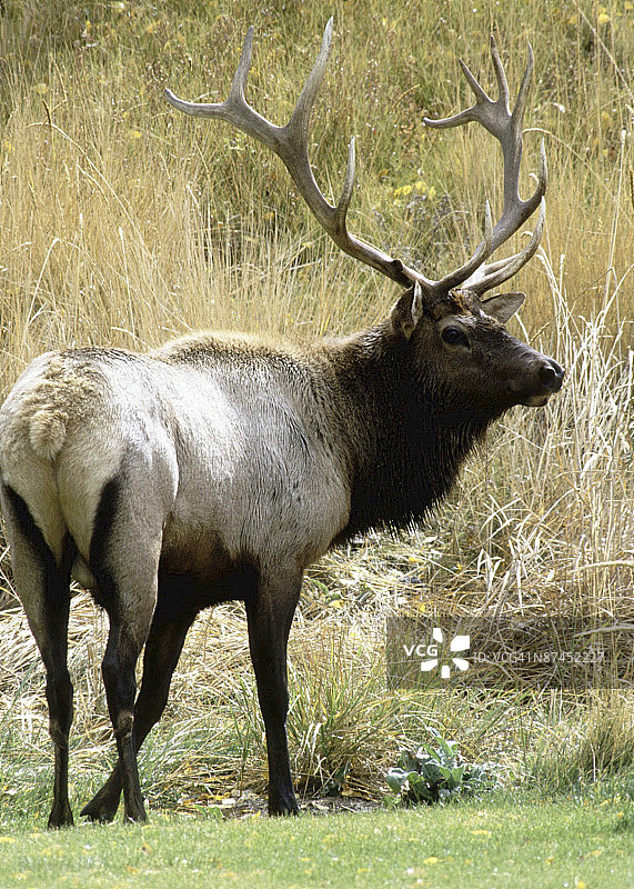 罗斯福马鹿图片素材