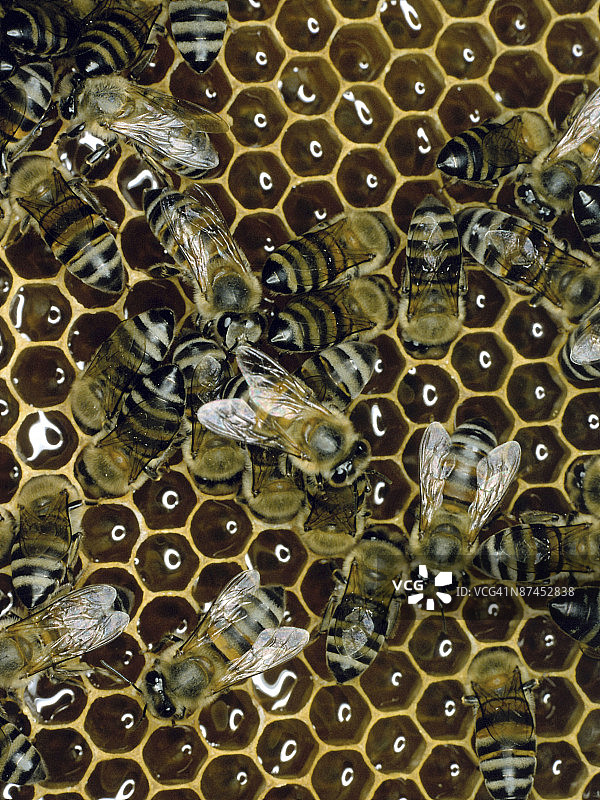 蜂巢上的蜜蜂图片素材