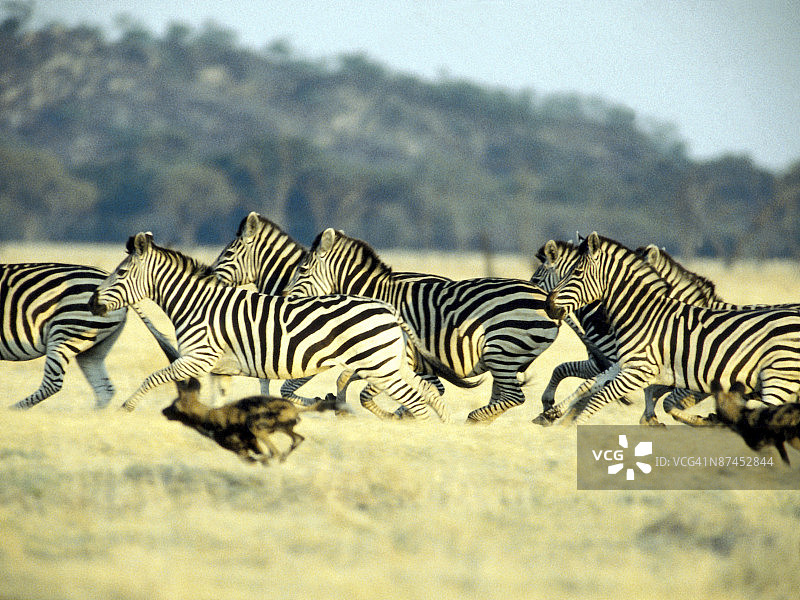 非洲稀树草原上追逐斑马的野狗图片素材