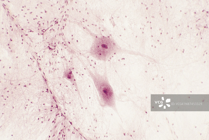 放大的人类面颊细胞图片素材