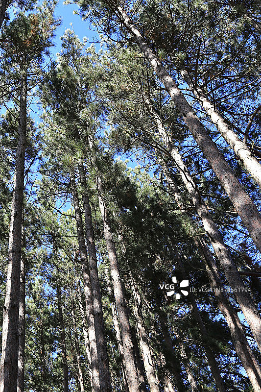 仰望透过荒野图片素材