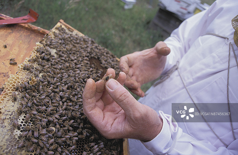 养蜂人拿着蜂巢图片素材