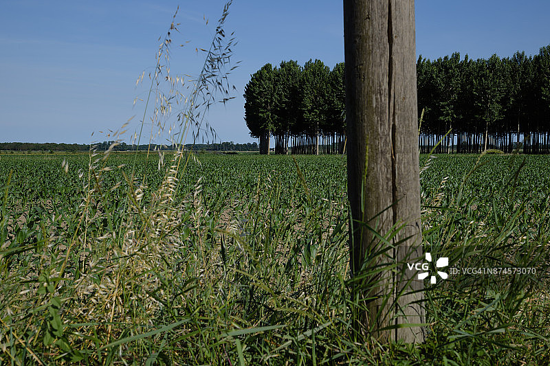 波河三角洲附近的波莱西内乡村风光图片素材