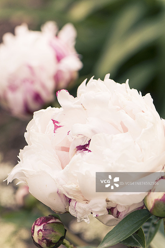 粉色的牡丹图片素材