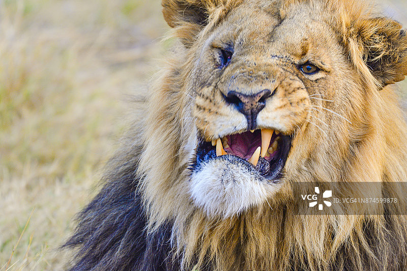 野外咆哮的狮子图片素材